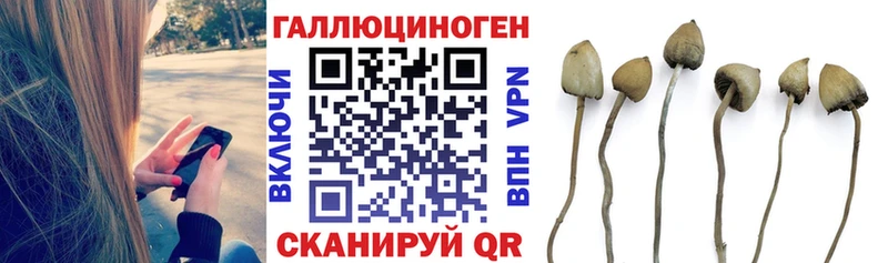 Галлюциногенные грибы Psilocybine cubensis  Хасавюрт 